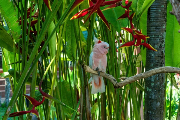 Fågelpark Ubud Indonesien — Stockfoto