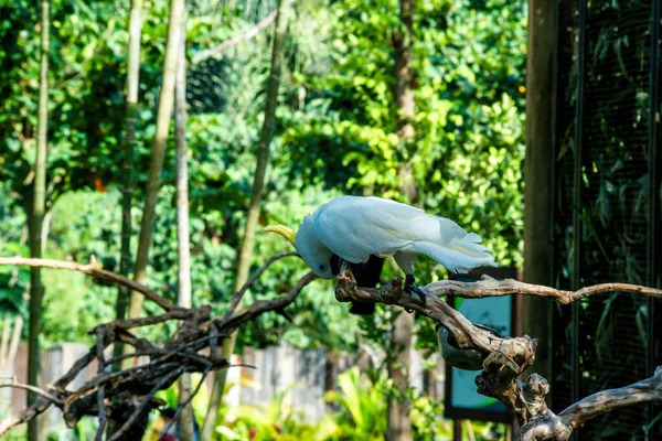 Πάρκο Bird Στο Ubud Ινδονησία — Φωτογραφία Αρχείου