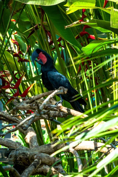 Parque Pássaros Ubud Indonésia — Fotografia de Stock