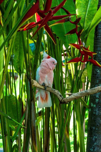 Parque Pássaros Ubud Indonésia — Fotografia de Stock