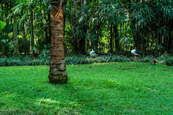 Parque Aves Ubud Indonesia — Foto de Stock