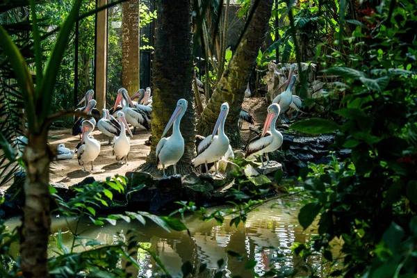 Fågelpark Ubud Indonesien — Stockfoto