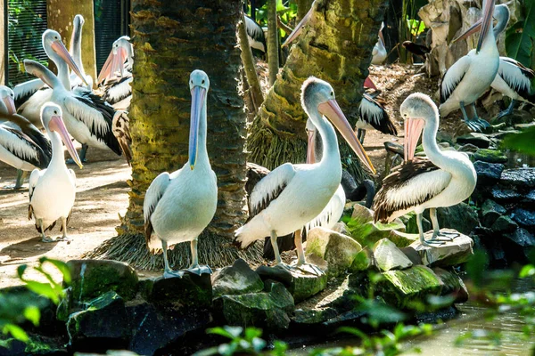 Bird Park Ubud Indonesia — Stock Photo, Image