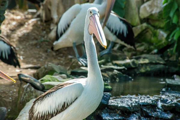 Bird Park Ubud Indonesia — Stock Photo, Image