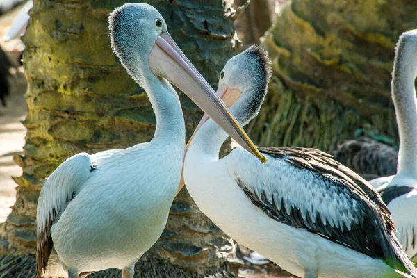 Bird Park Ubud Indonesia — Stock Photo, Image