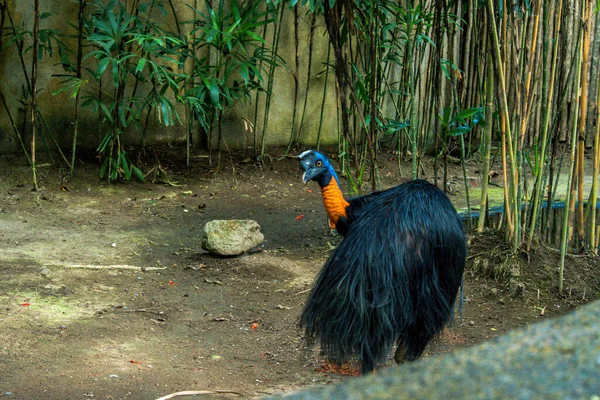 Endonezya Ubud Daki Kuş Parkı — Stok fotoğraf