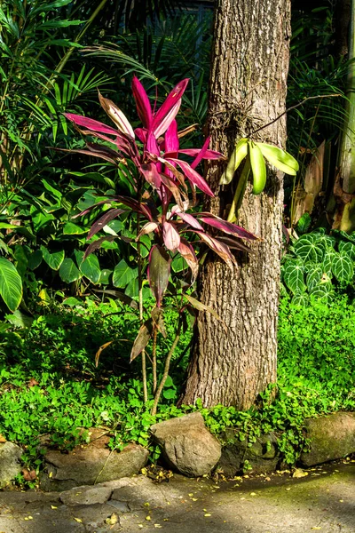 Parque Pássaros Ubud Indonésia — Fotografia de Stock