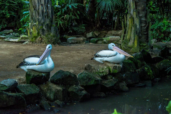 Bird Park Ubud Indonesia — Stock Photo, Image