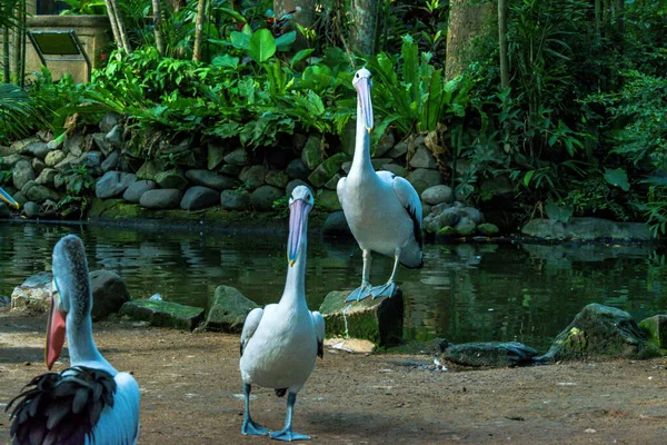 Bird Park Ubud Indonesia — Stock Photo, Image