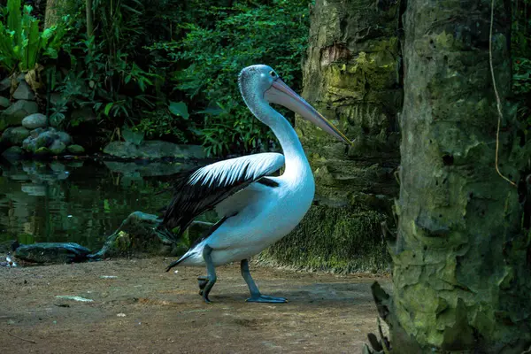 Bird Park Ubud Indonesia — Stock Photo, Image