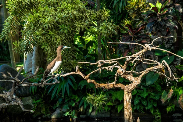 Птичий Парк Убуде — стоковое фото