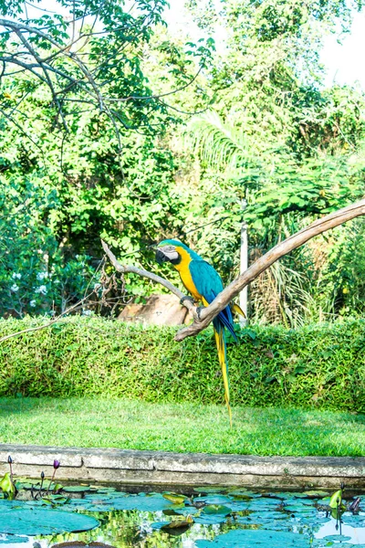 Vogelpark Ubud Indonesië — Stockfoto