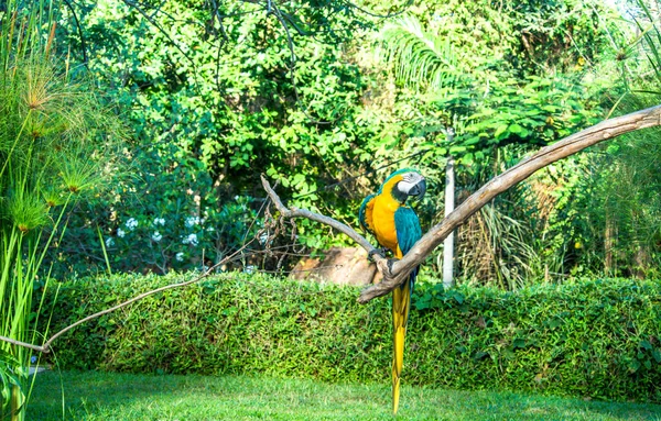 Parque Pássaros Ubud Indonésia — Fotografia de Stock