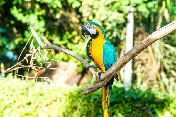 Parque Pássaros Ubud Indonésia — Fotografia de Stock