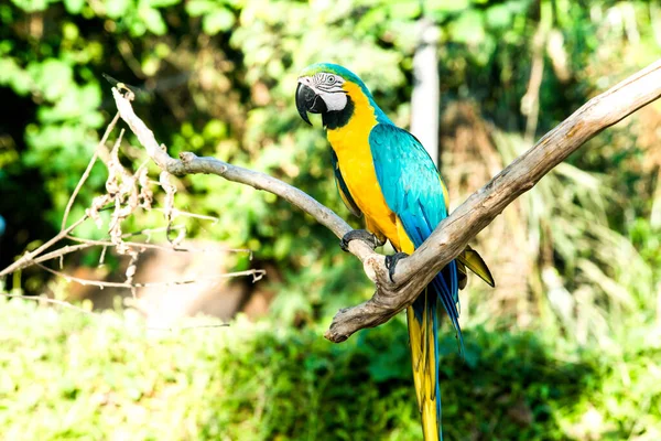 Fågelpark Ubud Indonesien — Stockfoto