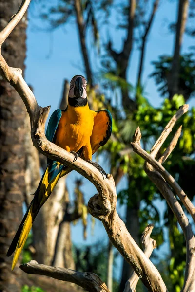 Vogelpark Ubud Indonesië — Stockfoto