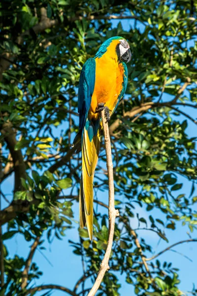 Парк Птахів Убуді Індонезія — стокове фото