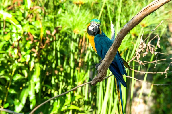 Park Ptaków Ubud Indonezja — Zdjęcie stockowe