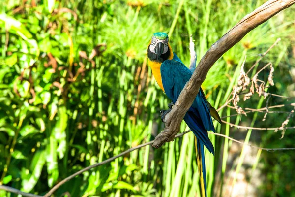 Vogelpark Ubud Indonesien — Stockfoto