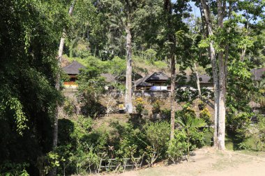 Ağaçlı doğa ve Endonezya 'daki tapınak nehri.