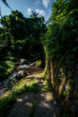 Ağaçlı doğa ve Endonezya 'daki tapınak nehri.