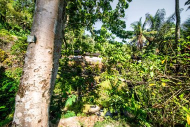 Ağaçlı doğa ve Endonezya 'daki tapınak nehri.