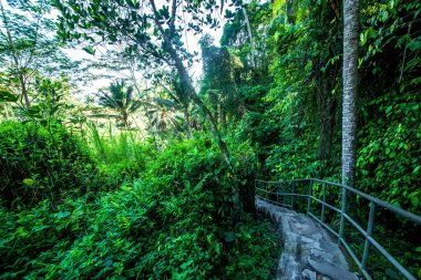 Ağaçlı doğa ve Endonezya 'daki tapınak nehri.