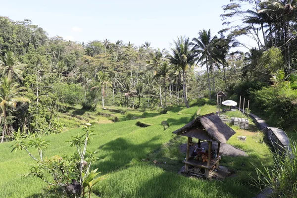 Naturaleza Con Árboles Río Templo Indonesia — Foto de Stock