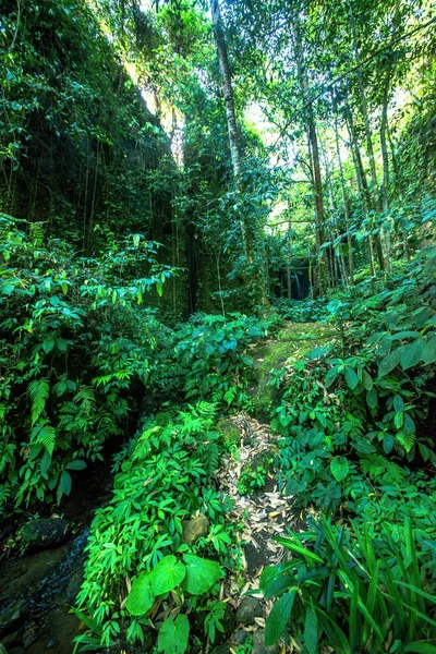 Naturaleza Con Árboles Río Templo Indonesia — Foto de Stock