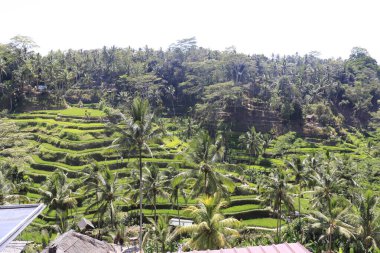 Ubud manzarası. Kintamani Dağı, Endonezya