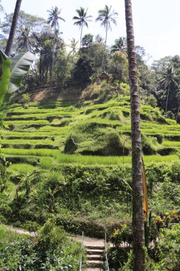 Ubud, Endonezya 'daki Kintamani Dağı 