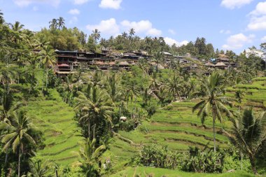 Ubud manzarası. Kintamani Dağı, Endonezya