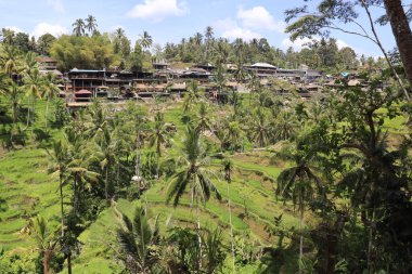Ubud, Endonezya 'daki Kintamani Dağı bölgesi 