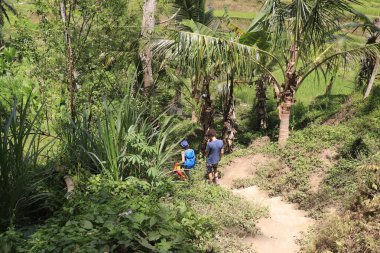 Ubud manzarası arayan turistler. Kintamani Dağı, Endonezya