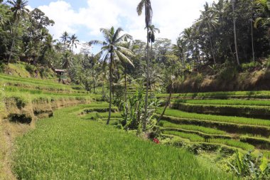 Ubud, Endonezya 'daki Kintamani Dağı bölgesi 