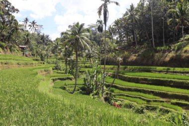 Ubud manzarası. Kintamani Dağı, Endonezya