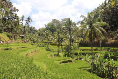 Ubud, Endonezya 'daki Kintamani Dağı 