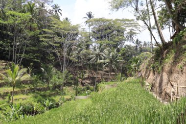 Ubud manzarası. Kintamani Dağı, Endonezya