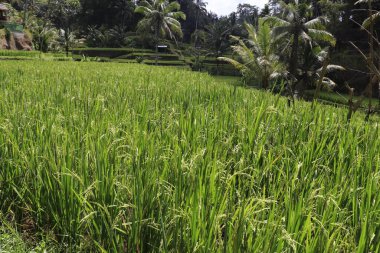 Ubud, Endonezya 'daki Kintamani Dağı 