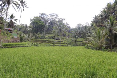Ubud manzarası. Kintamani Dağı, Endonezya