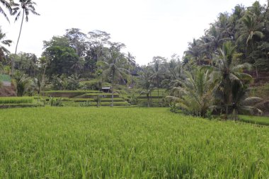 Ubud, Endonezya 'daki Kintamani Dağı 