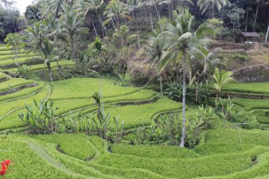 Ubud, Endonezya 'daki Kintamani Dağı Terrtoriy 