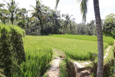 Ubud, Endonezya 'daki Kintamani Dağı Terrtoriy 