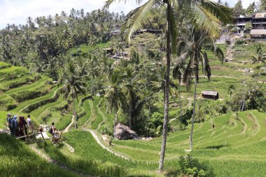 Endonezya 'da. Ubud. Kintamani Dağları pirinç tarlaları