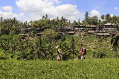 Endonezya 'da. Ubud. Kintamani Dağları pirinç tarlaları