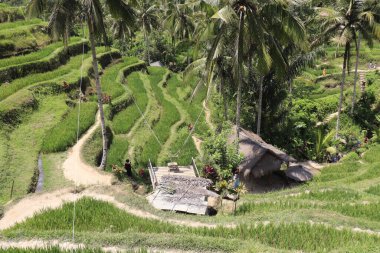 Endonezya 'da. Ubud. Kintamani Dağları pirinç tarlaları