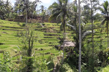 Ubud, Endonezya 'daki Kintamani Dağı 