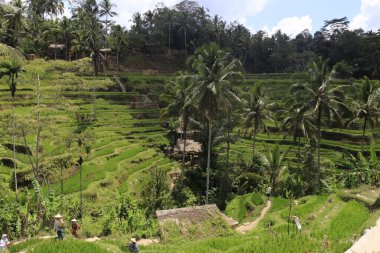Ubud, Endonezya 'daki Kintamani Dağı bölgesi 