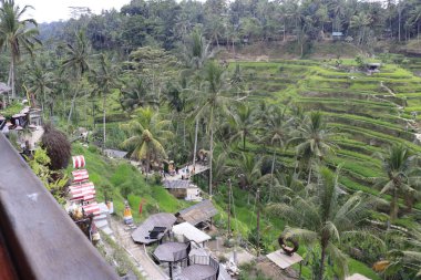 Ubud 'daki Endonezya antik tapınağı 