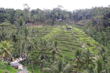 Ubud, Endonezya 'daki Kintamani Dağı bölgesi 